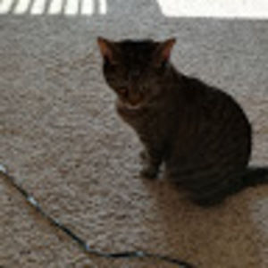 Meet your Posher, Willie